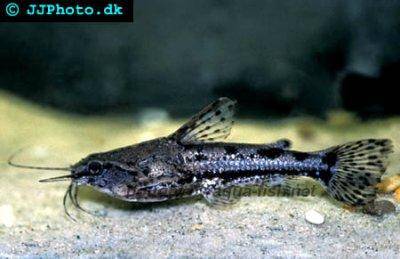 Knurrender Dornwels - Amblydoras hancockii
