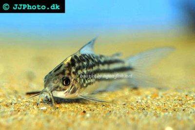 Napo-Panzerwels - Corydoras napoensis