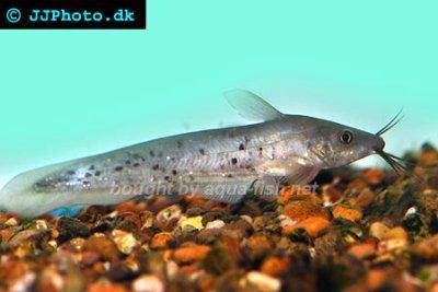 Schwarzer Aalwels - Neosilurus ater