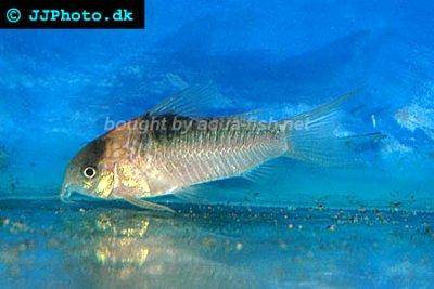 Corydoras nijsseni
