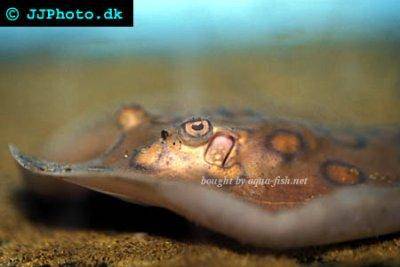 Pfauenaugen-Stechrochen - Potamotrygon motoro