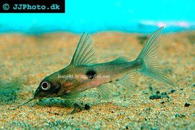 Einpunkt-Fiederbartwels - Synodontis notatus