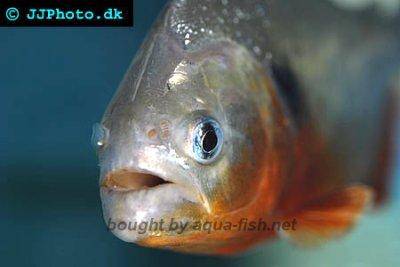 Cariba-Piranha - Pygocentrus cariba