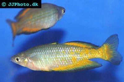 Parkinsons Regenbogenfisch - Melanotaenia parkinsoni