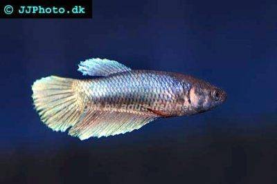 Friedlicher Kämpfer - Betta imbellis