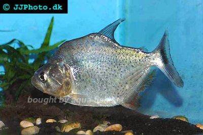 Serrasalmus eigenmanni