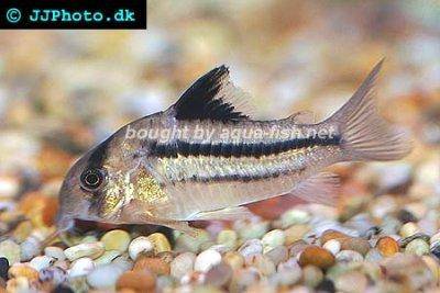 Rosafarbener Panzerwels - Corydoras axelrodi