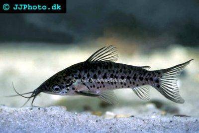Langbärtiger Panzerwels - Dianema longibarbis