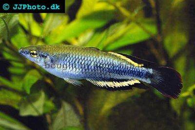 Rotschwanzährenfisch - Bedotia madagascariensis
