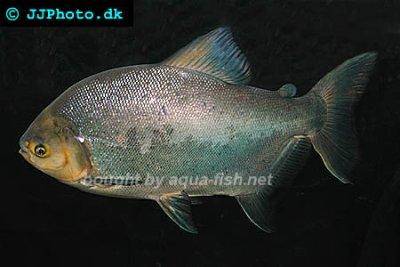 Gamitana-Scheibensalmler - Piaractus brachypomus