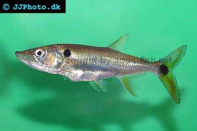 Roter Hundssalmler - Acestrorhynchus altus