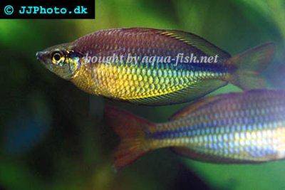 Juwelen Regenbogenfisch - Melanotaenia trifasciata