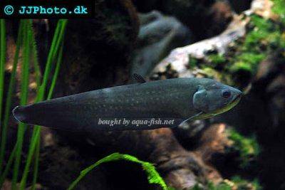 Afrikanischer Fähnchen Messerfisch - Papyrocranus afer