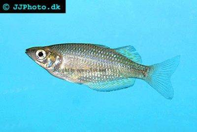 Rotgestreifter Regenbogenfisch - Melanotaenia splendida rubrostriata