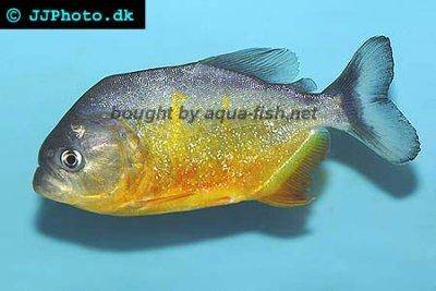Piranha - Pygocentrus piraya