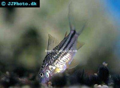 San juan cory - Corydoras bilineatus