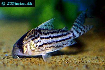 Bänder-Panzerwels - Corydoras schwartzi