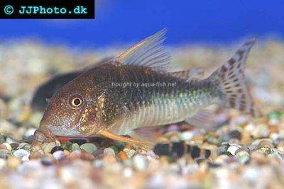 Seuss’ cory - Corydoras seussi