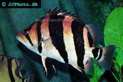 Datnioides microlepis