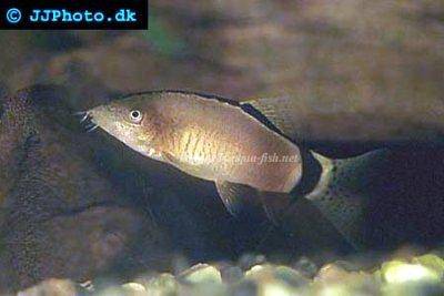 Aalstrich-prachtschmerle - Yasuhikotakia morleti