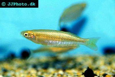 Schlanker Regenbogenfisch - Melanotaenia gracilis