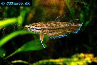 Javakampffisch - Betta picta