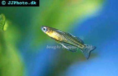 Geflecktes Blauauge - Pseudomugil gertrudae