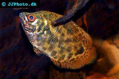 Gefleckter Buschfisch - Ctenopoma acutirostre