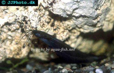 Fadensackwels - Heteropneustes fossilis