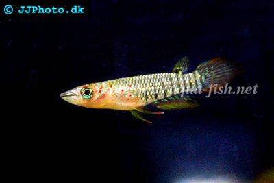 Streifenhechtling - Aplocheilus lineatus