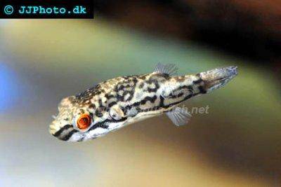 Streifen-Kammkugelfisch - Carinotetraodon salivator