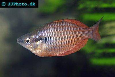 Melanotaenia parva