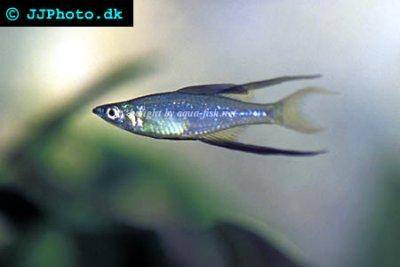 Filigran-Regenbogenfisch - Iriatherina werneri