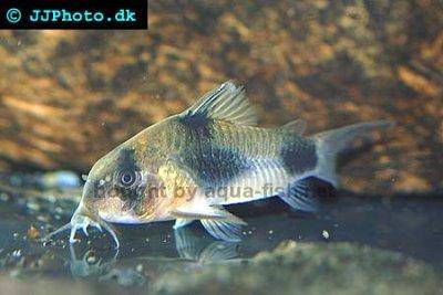 Twosaddle corydoras - Corydoras weitzmani