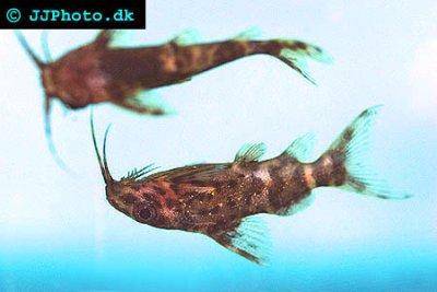 Rückenschwimmender Kongowels - Synodontis nigriventris