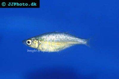 Lake Wanam-Regenbogenfisch - Glossolepis wanamensis