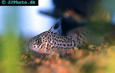 Corydoras acrensis