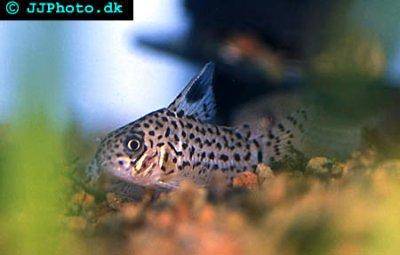 Acre corydoras - Corydoras acrensis