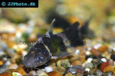 Siamesischer Ringelwels - Pseudomystus siamensis