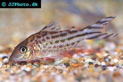 Flaggenschwanz-Panzerwels - Corydoras robinae