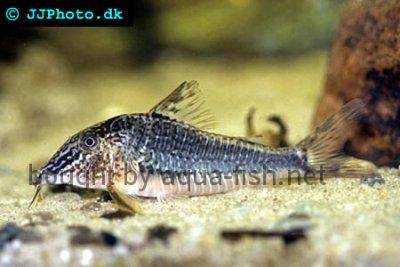 Flügelpanzerwels - Corydoras semiaquilus