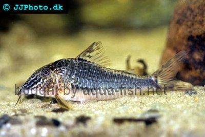 Black peru corydoras - Corydoras semiaquilus