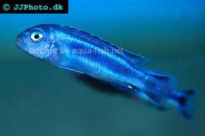 Stahlblauer Maulbrüter - Melanochromis cyaneorhabdos