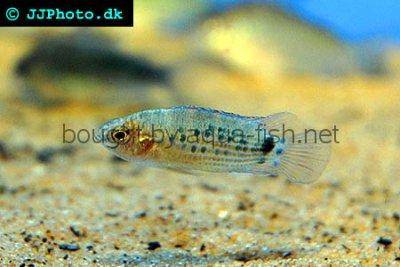 Roter Badis - Badis ruber