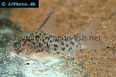 Corydoras armatus