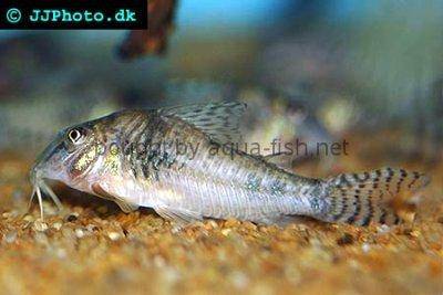 Corydoras aurofrenatus