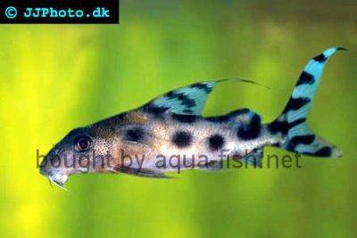 Schmuckfiederbartwels - Synodontis decorus