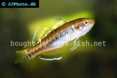 Australische Kärpflingsgrundel - Hypseleotris compressa