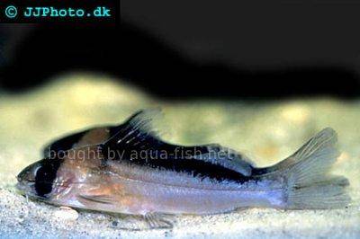 Masken-Imitatorwels - Brachyrhamdia rambarrani