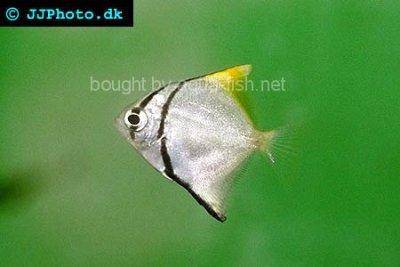 Silberflossenblatt - Monodactylus argenteus